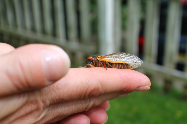 Little Miss Cicada hanging out.