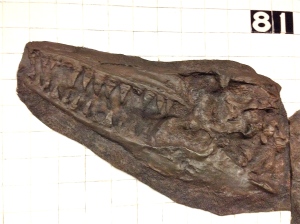 Subway "fossil."